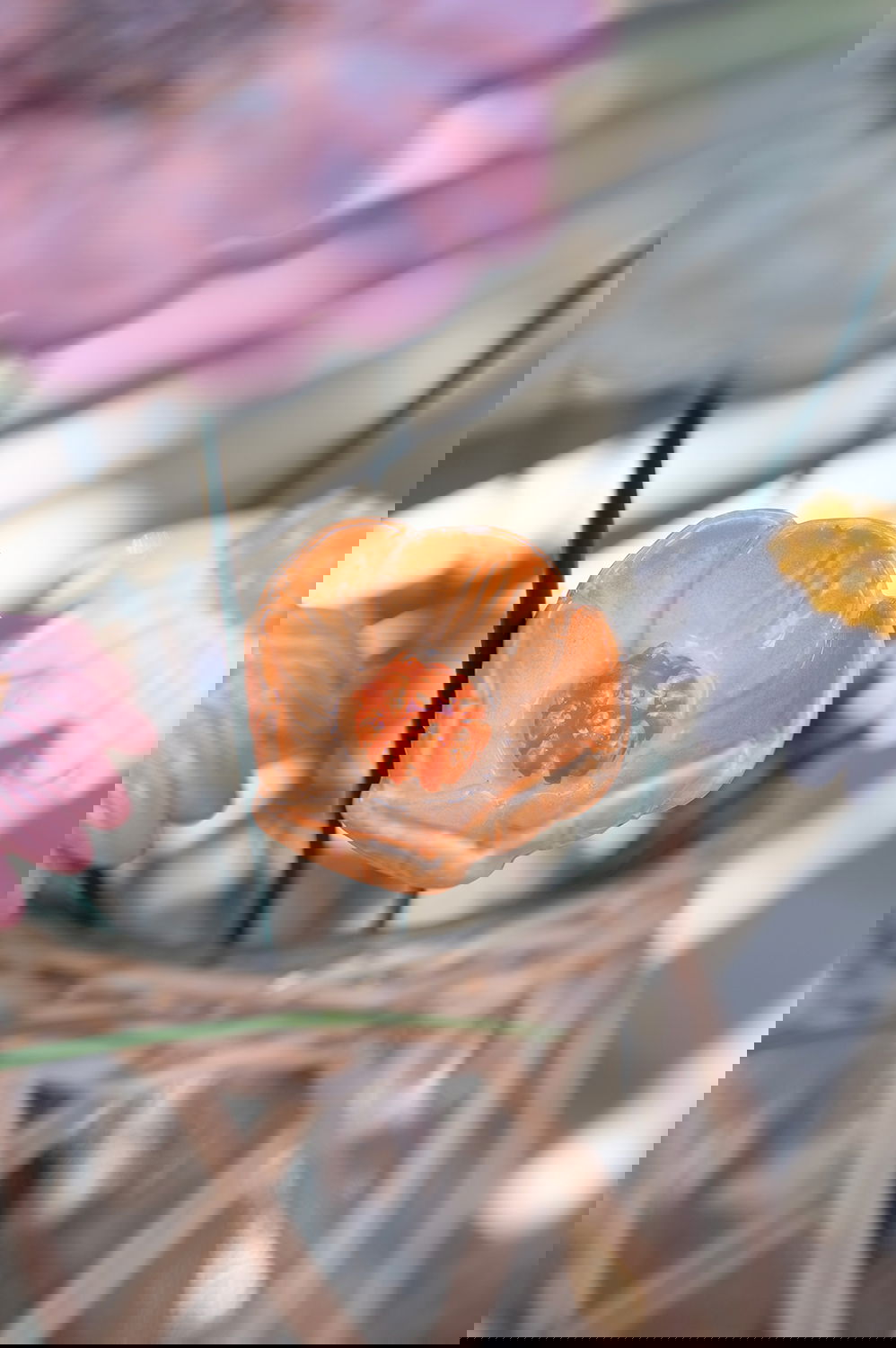 29004247_miljo01