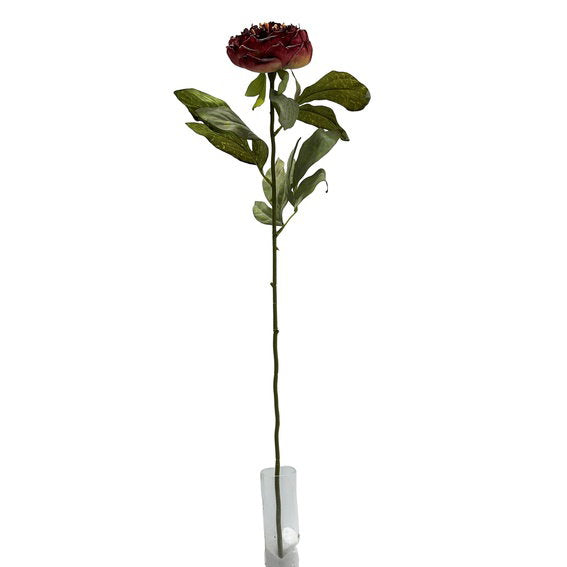27704005.jpg